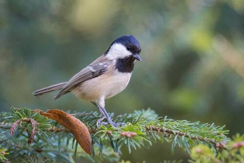 Московка (лат. Periparus ater)