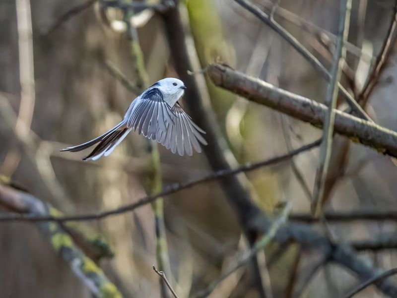 *** фото превью