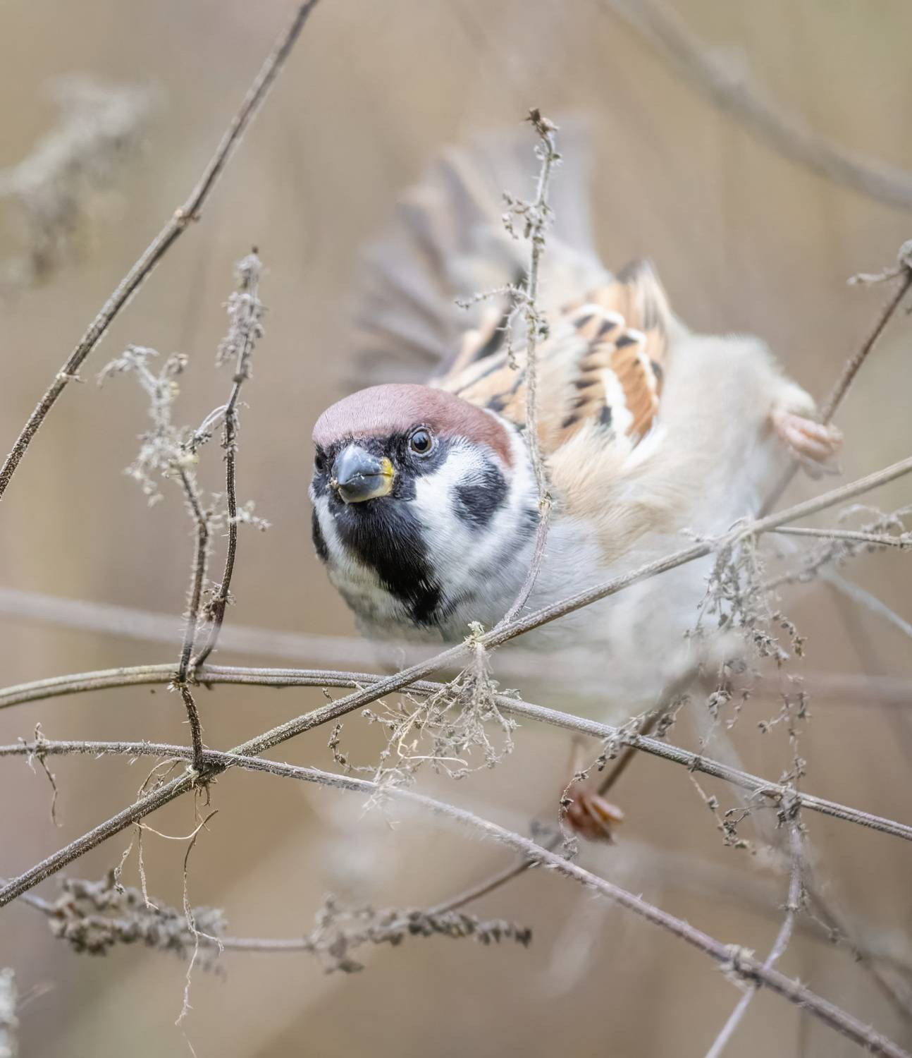 , Дем Константин