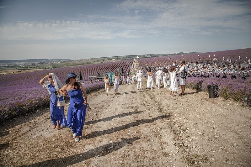 Крым. Лаванда фото превью
