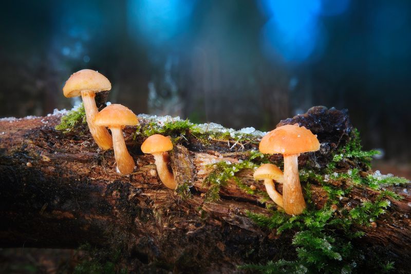 Грибочки фото превью