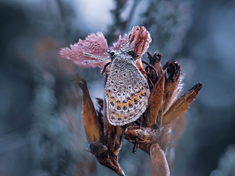 *** фото превью