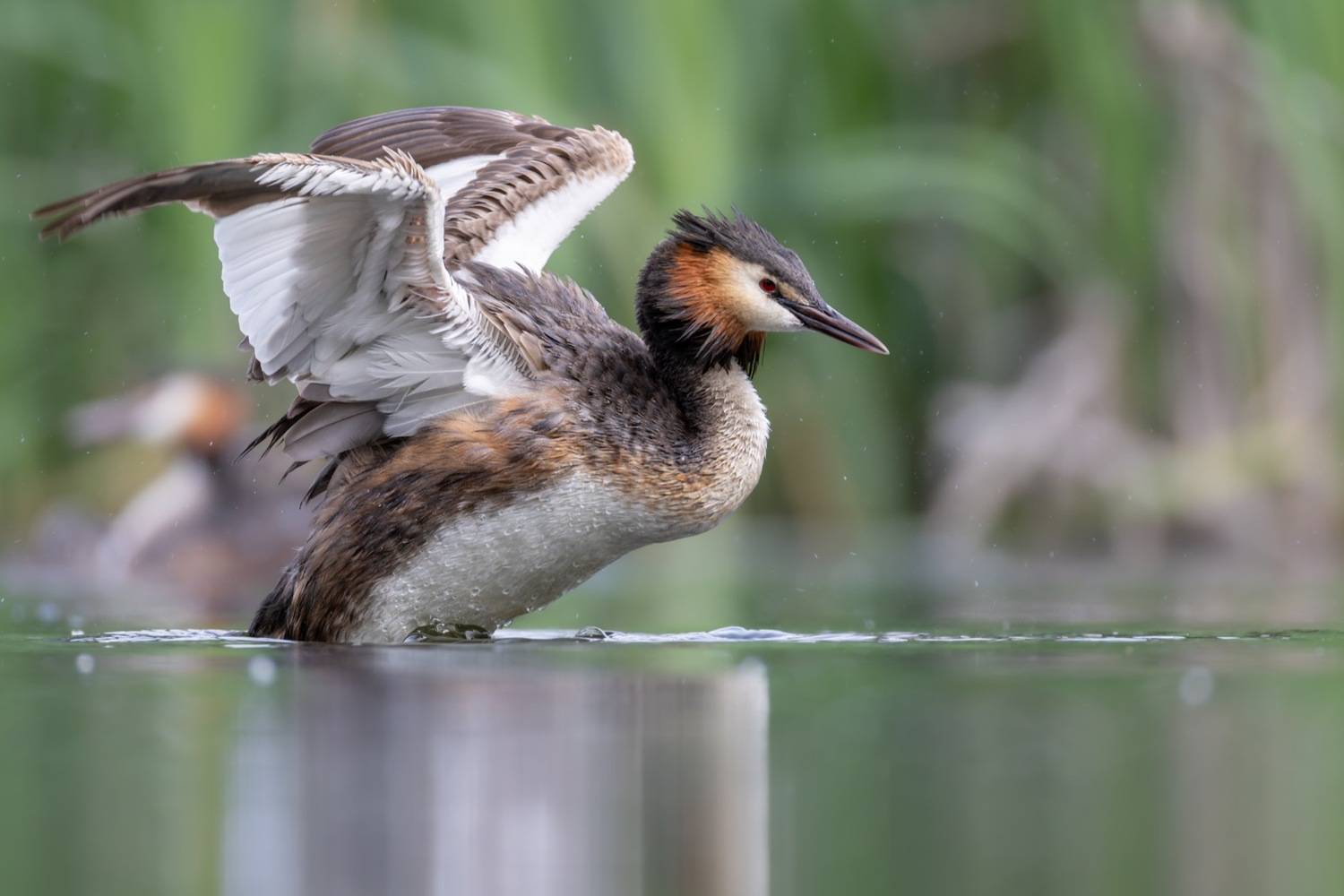 чомга, птицы, поганка, большая поганка, Ruslan Pl