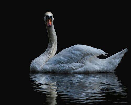 Лебедь - шипун