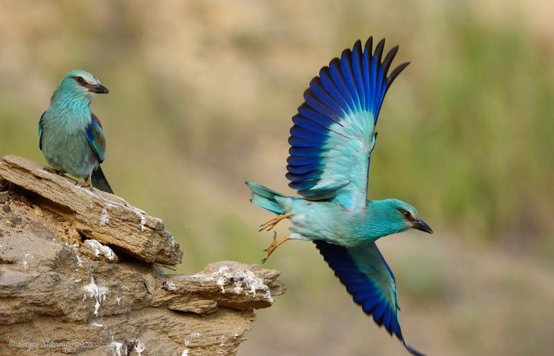 Пока дорогая, улетаю фото превью