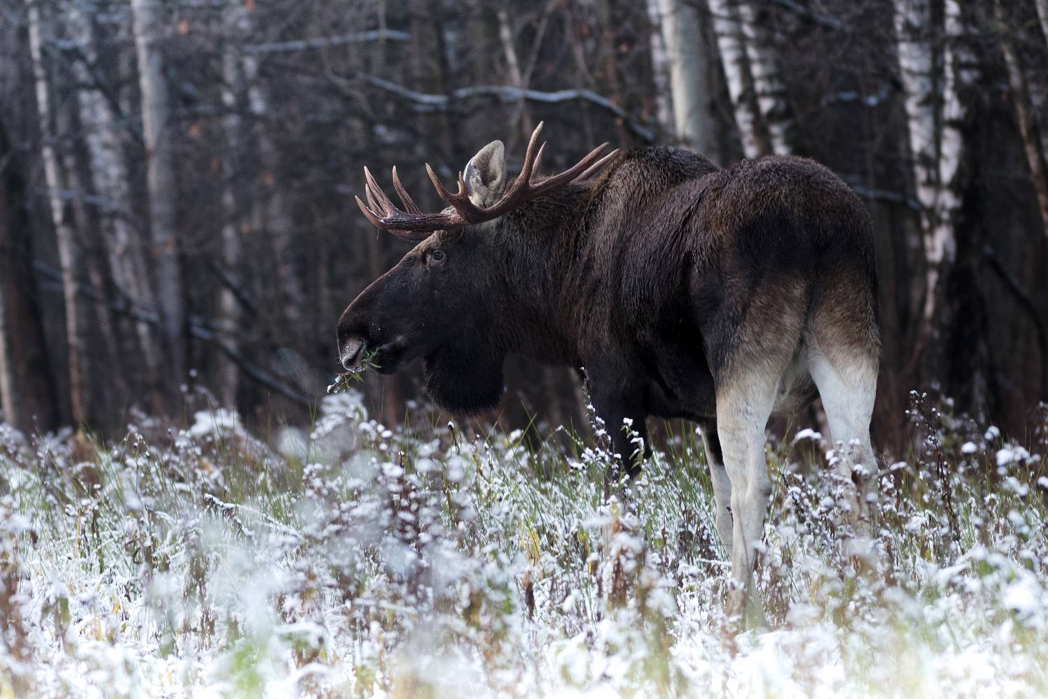 , Павел Ныриков