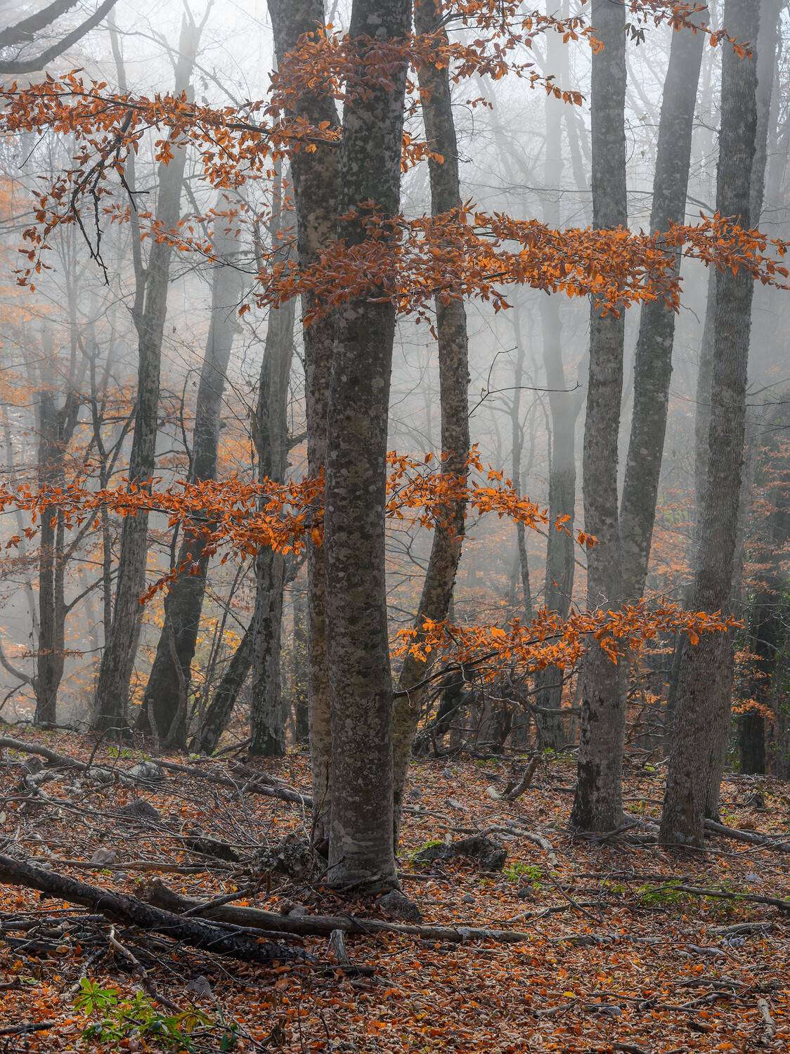, Гусаченко Андрей