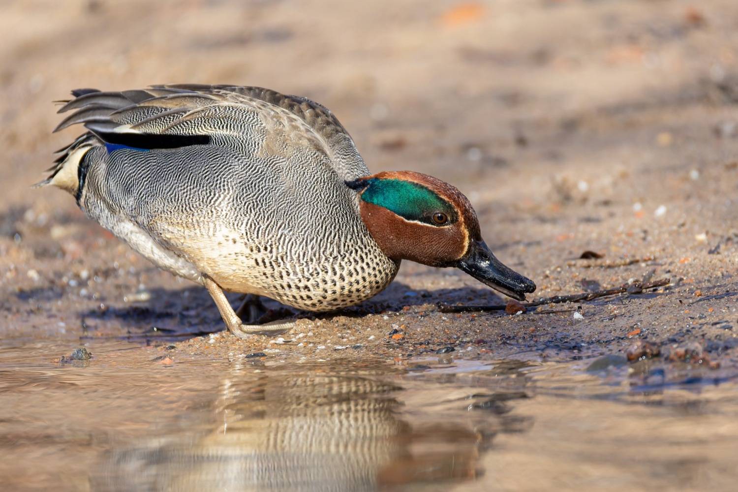 чирок-свистунок, чирок свистунок, чирок, свистунок, птицы, утка, Ruslan Pl