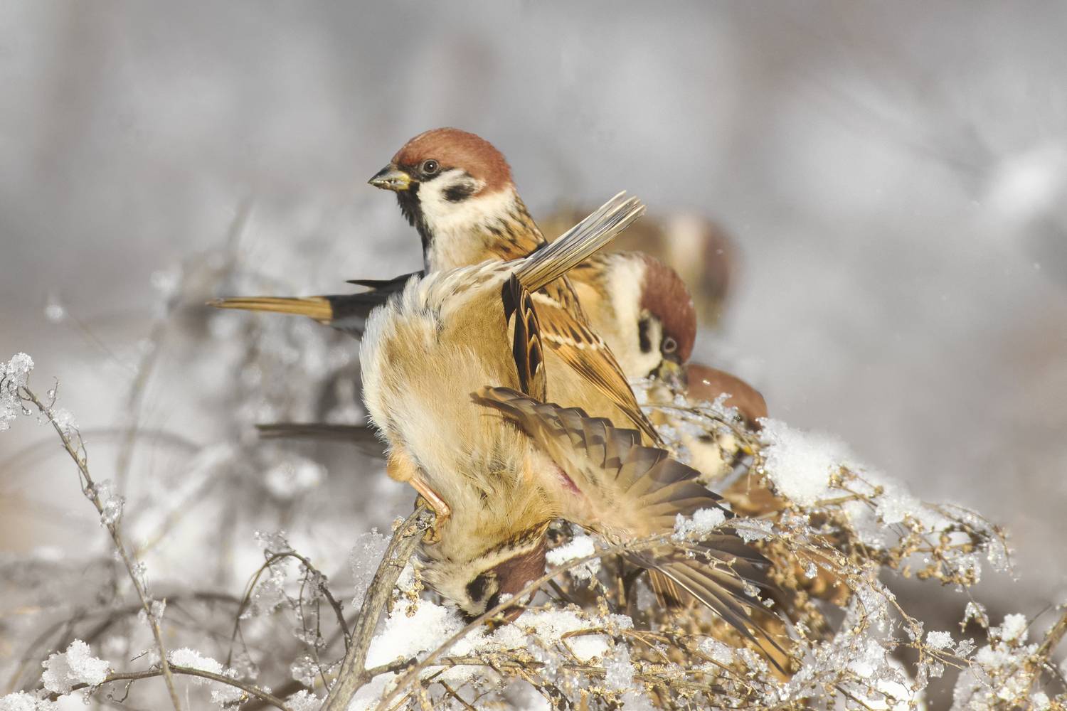 полевой воробей, tree sparrow, Passer montanus, птица, дикая природа, sparrow, птицы России, birdwatching, nature, wildlife photography, close-up bird, Полина Шальнева