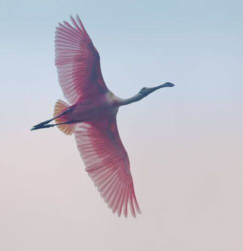 Roseate spoonbill -Розовая колпица