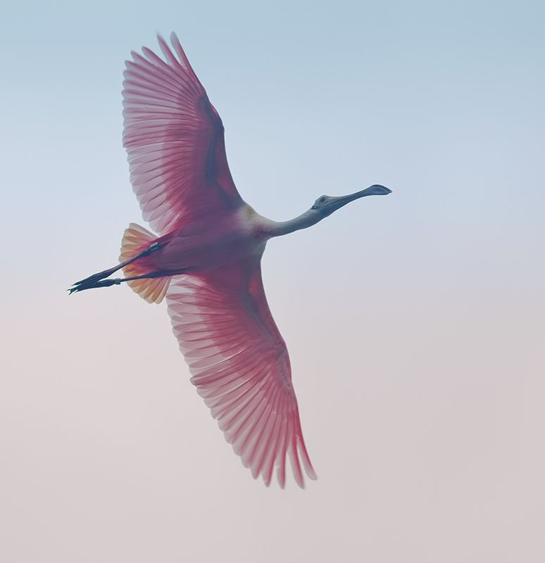 розовая колпица, roseate spoonbill,  spoonbill, колпица, florida, birds Roseate spoonbill -Розовая колпица фото превью