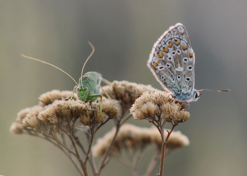 макро, бабочки, голубянка, кузнечики, пластинокрыл Не пара фото превью