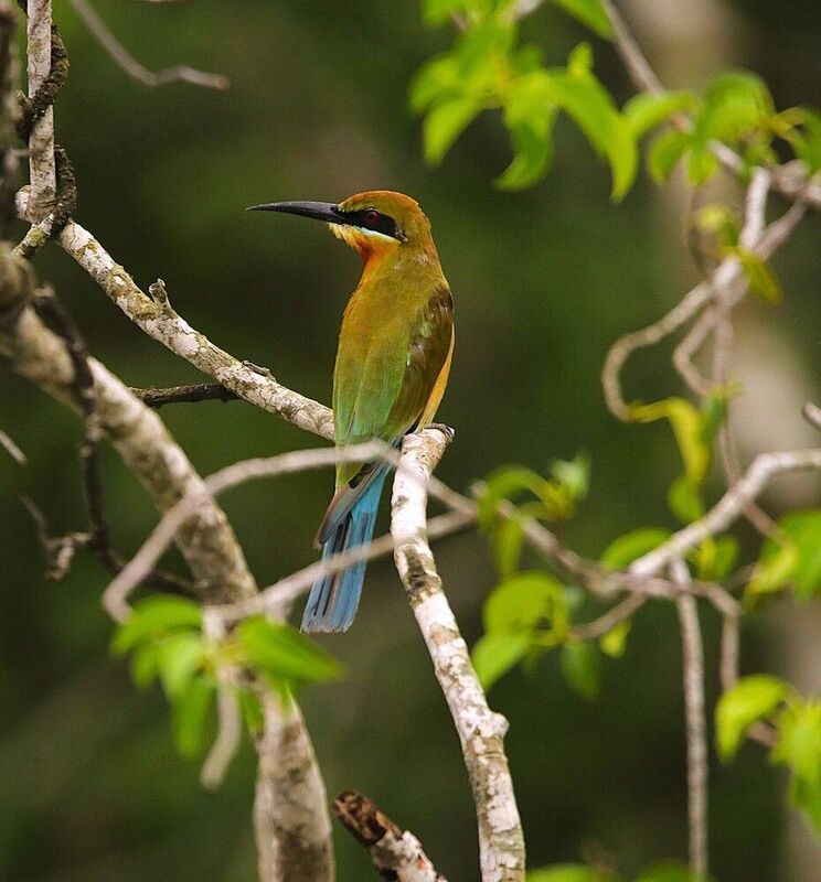 BEE EATER фото превью