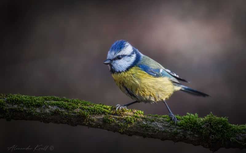 синица, лазоревка, обыкновенная лазоревка, cyanistes caeruleus Мокрая фото превью