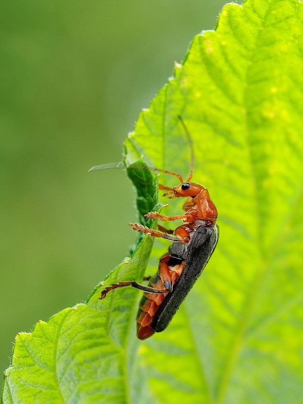 За работой фото превью