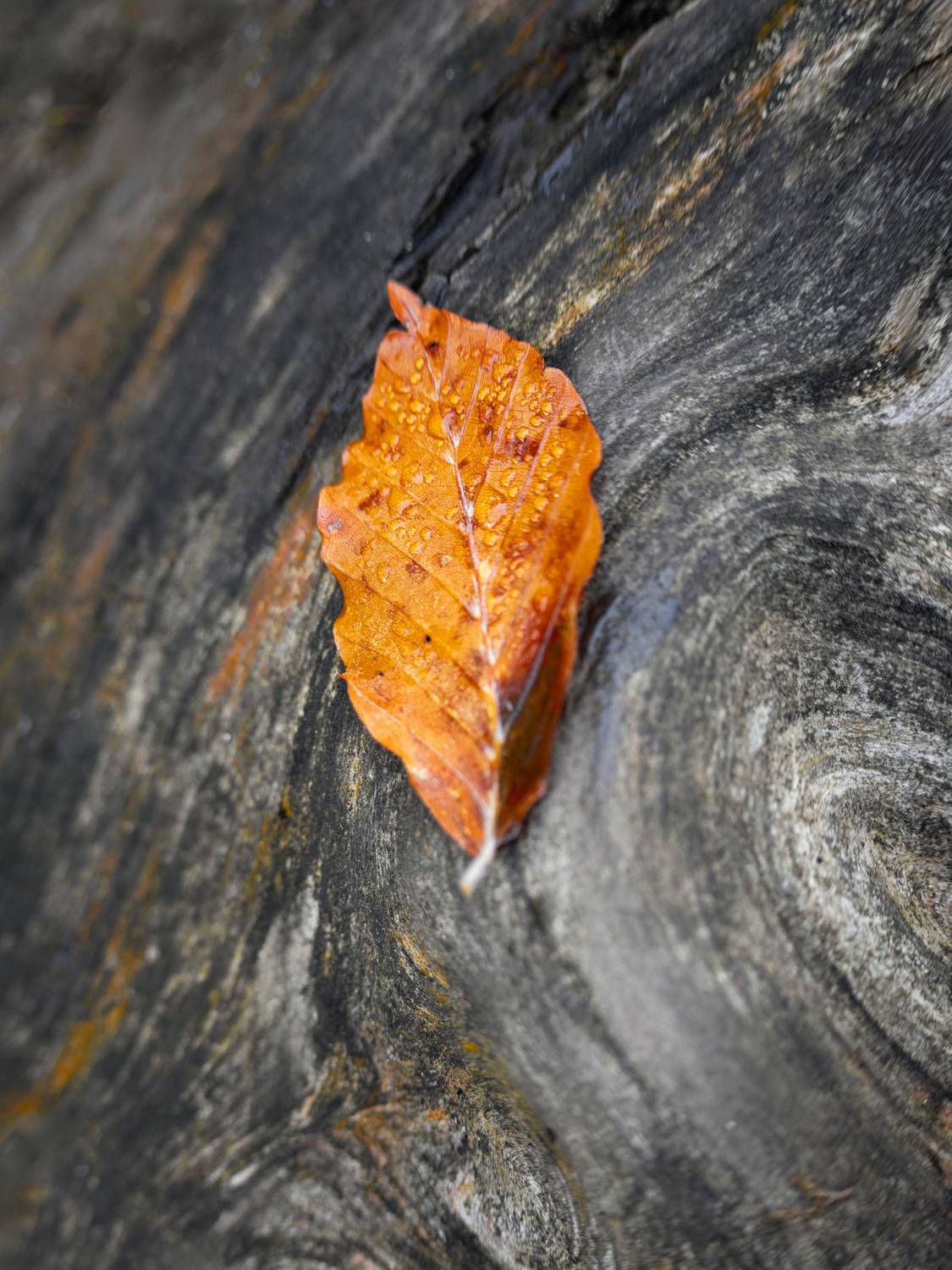 минимализм, осень, красная поляна, Растворов Игорь