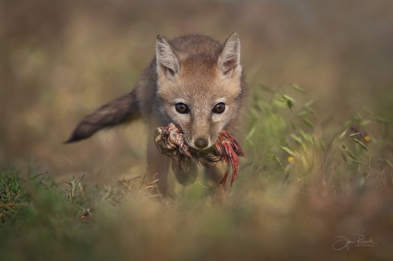 корсак, калмыкия, степная лиса, лис, лиса, корсачонок, дикая природа, wildanimals, корсачата, vilpus corsac, corsac, корсаки, маныч, маныч-гудило, черные земли Граница детства фото превью