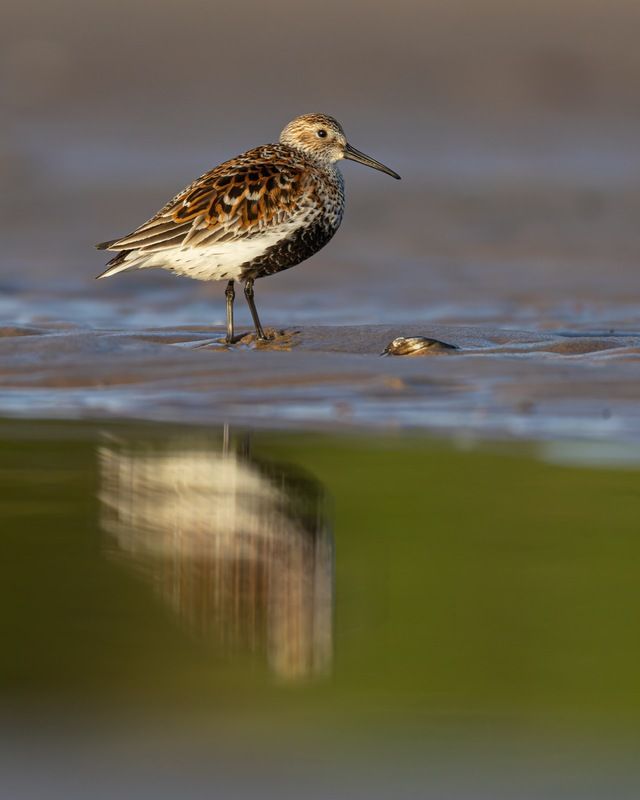чернозобик, кулик, птицы Чернозобик фото превью