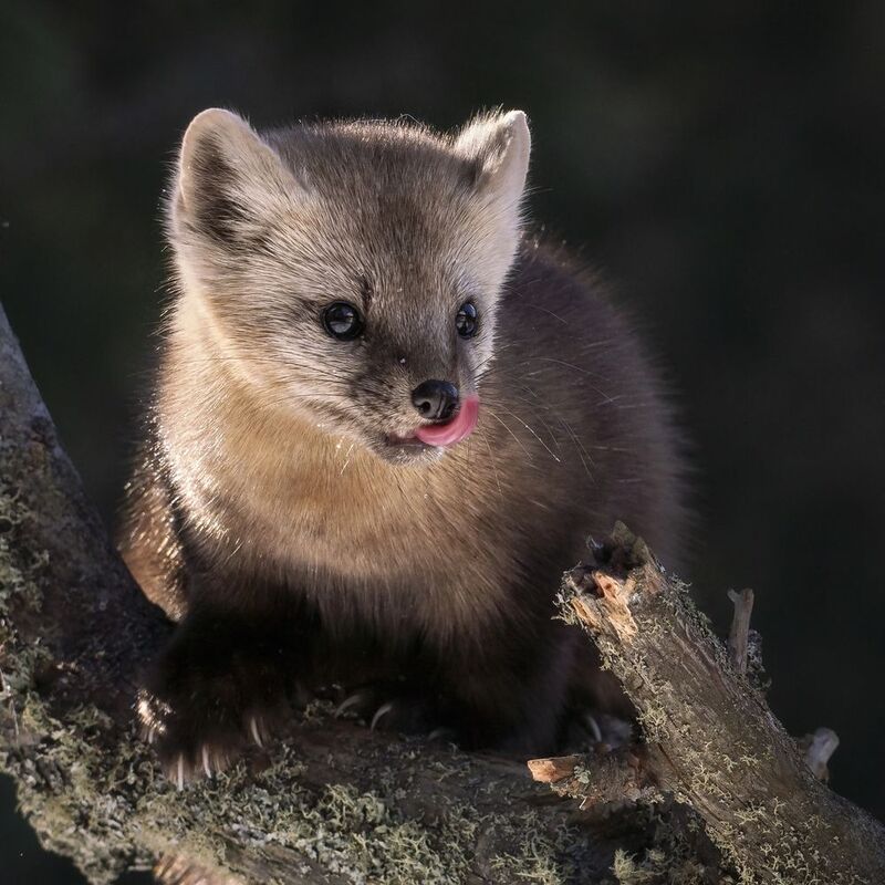 Соболёк фото превью