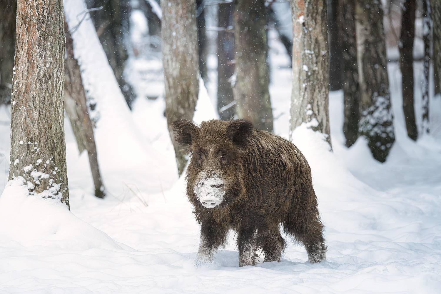 животные, лес, фотоохота, природа, Подмосковье, animals, wildlife, boar, кабан, зима, снег, Михаил Ездаков