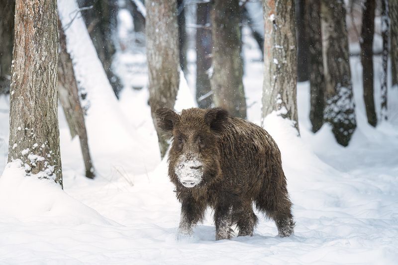 животные, лес, фотоохота, природа, Подмосковье, animals, wildlife, boar, кабан, зима, снег Страж зимних врат фото превью