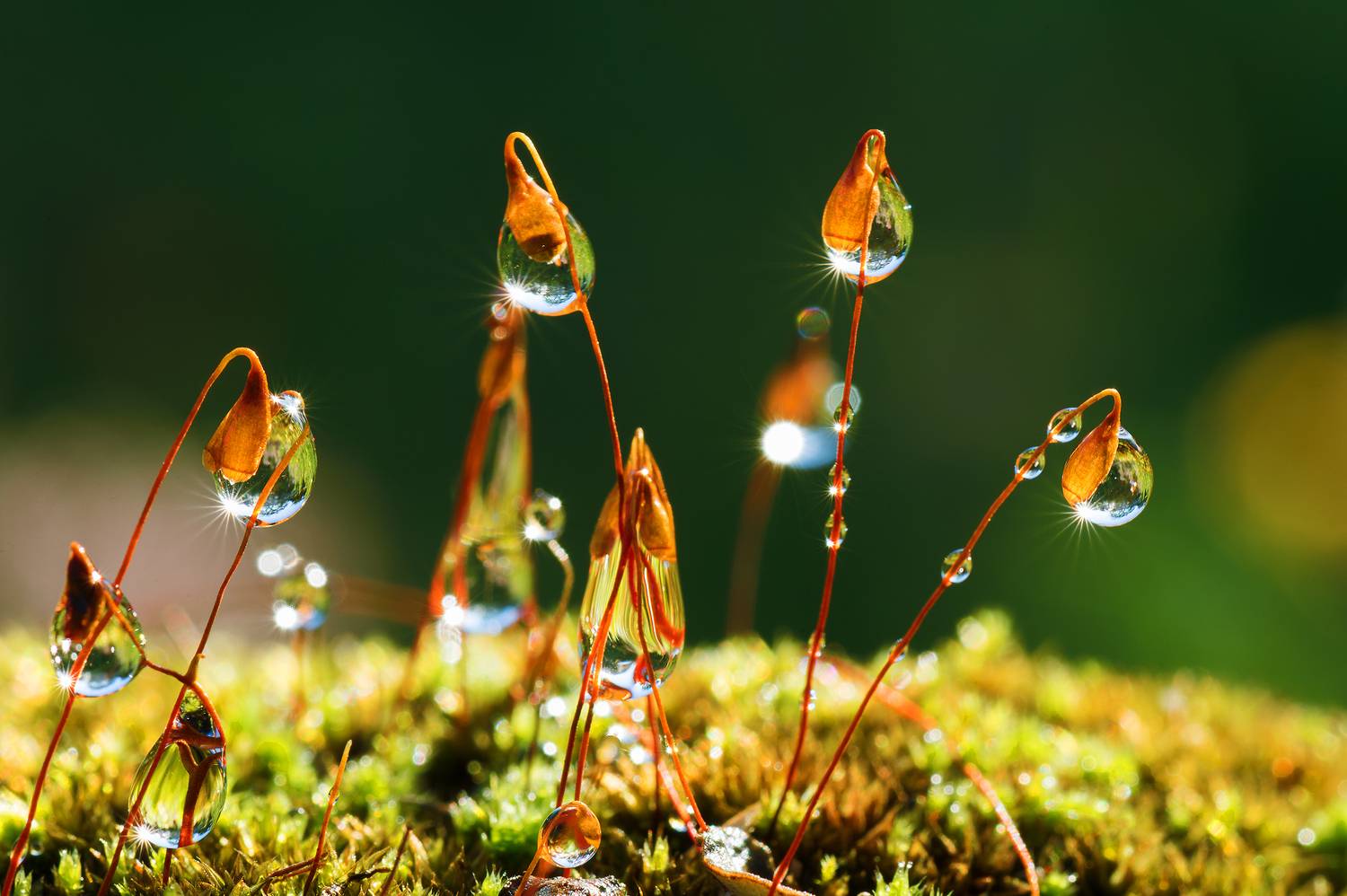 Мох, капли, макро, лучи, отражение., Kudryavtsev Pavel
