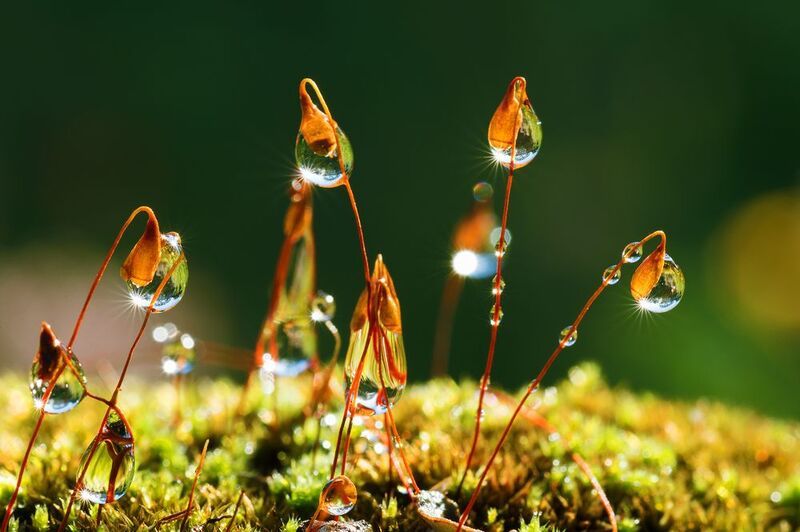 Веселые капли фото превью