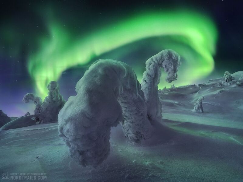 север, елки, кандалакша, кольский, северное сияние, aurora borealis Зимние фантазии фото превью