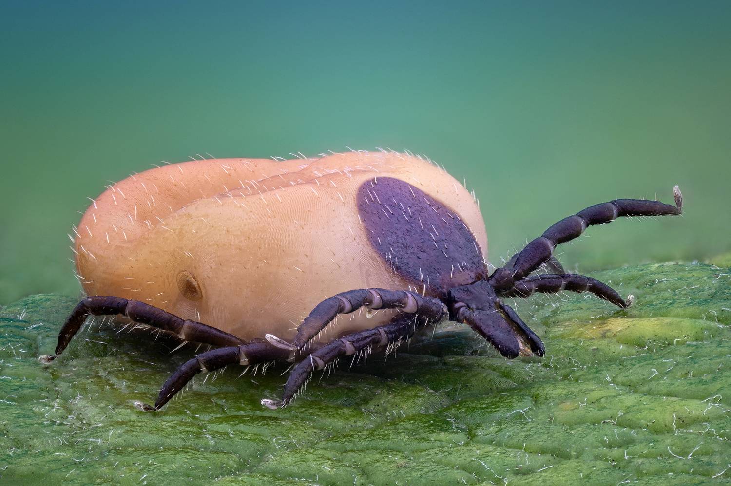 ceclii, macro, Tsvetan Ganev