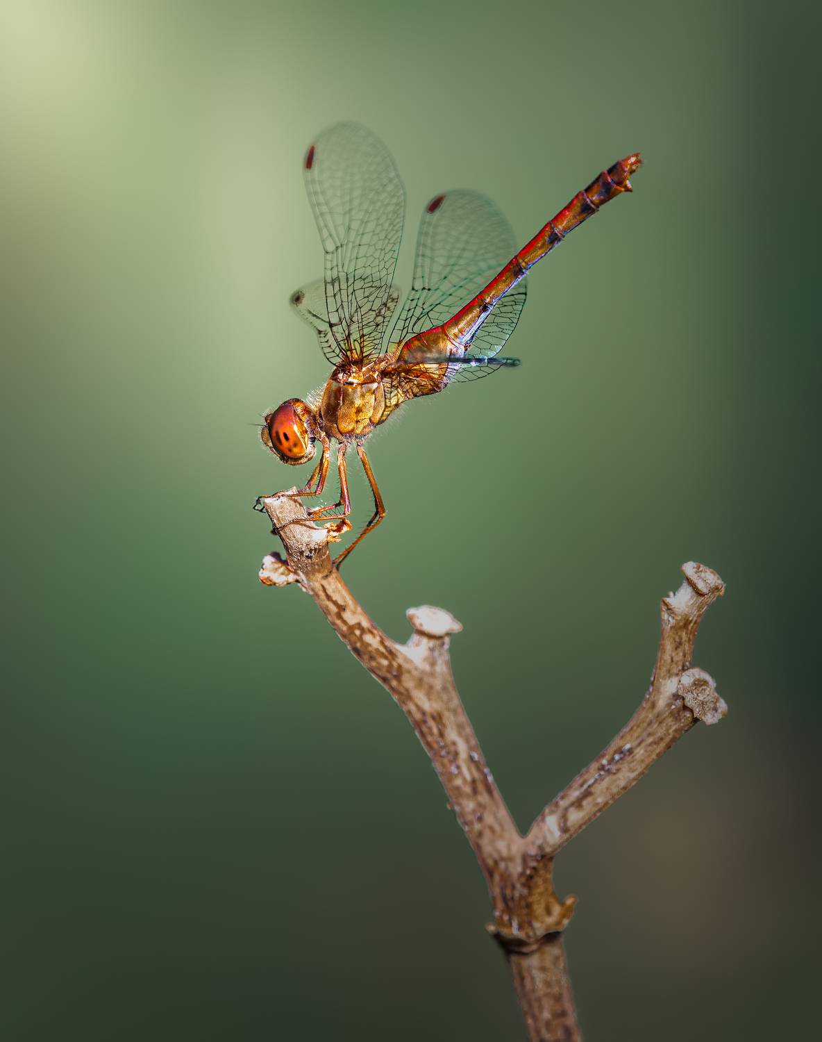 damselfly, dragonfly, insect, grass, sunset, dusk, evening, bug, macro, blade, grassland,, Atul Saluja
