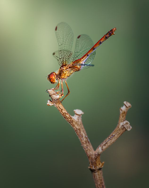damselfly, dragonfly, insect, grass, sunset, dusk, evening, bug, macro, blade, grassland, Perch perfect фото превью