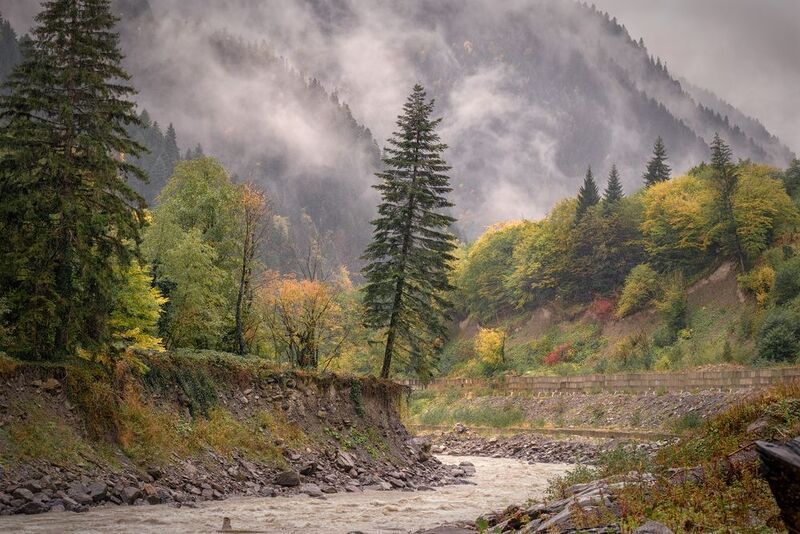 The Pine Tree Does Not Give Up фото превью