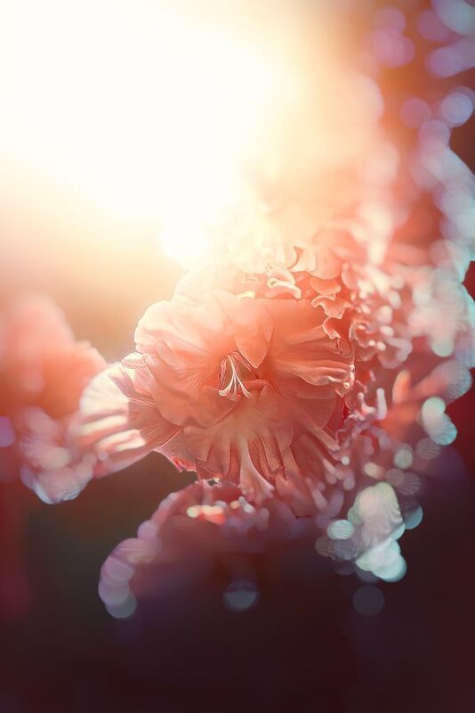 макоо, macro, цветы, flowers, лето, summer Гладиолусы фото превью