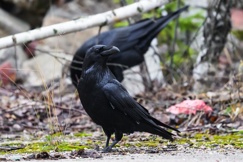 самочка на фоне самца фото превью