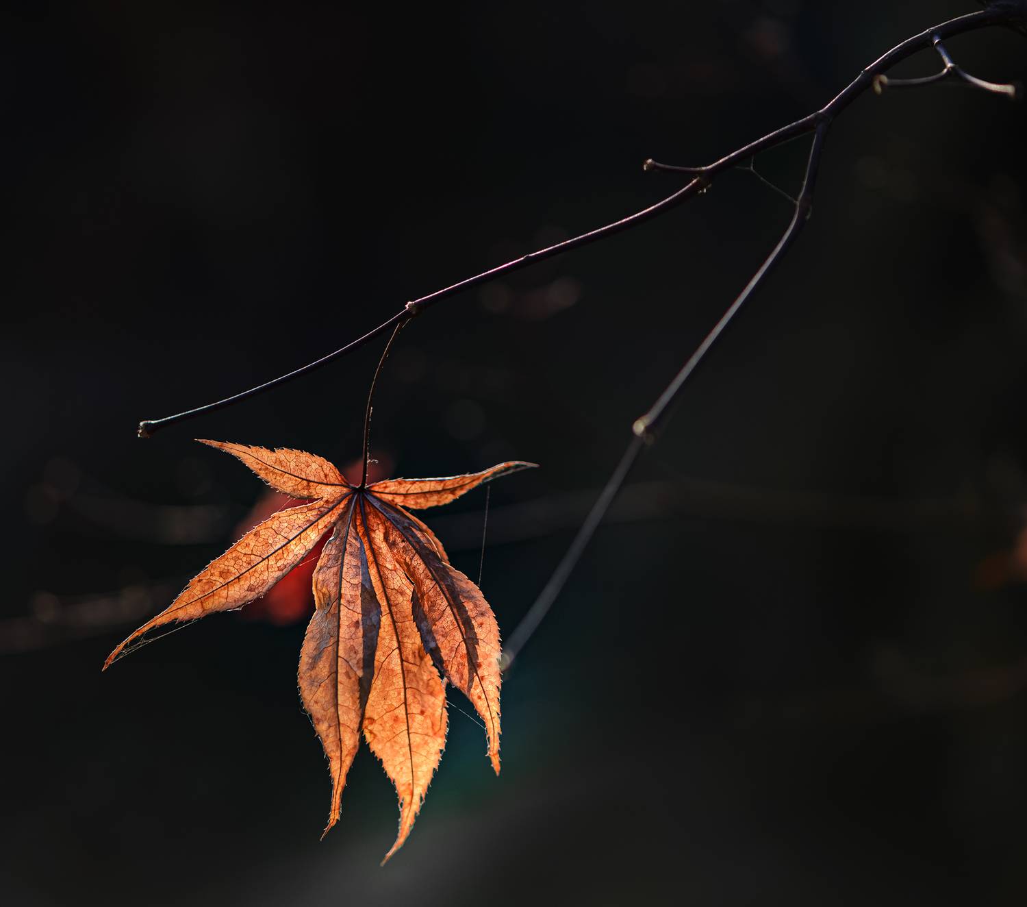 , Неля Рачкова