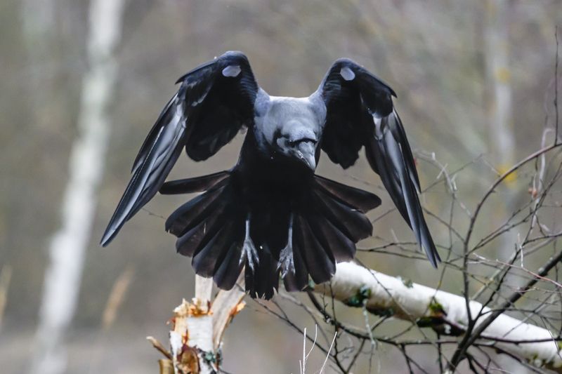 ворон. эффект бабочки фото превью