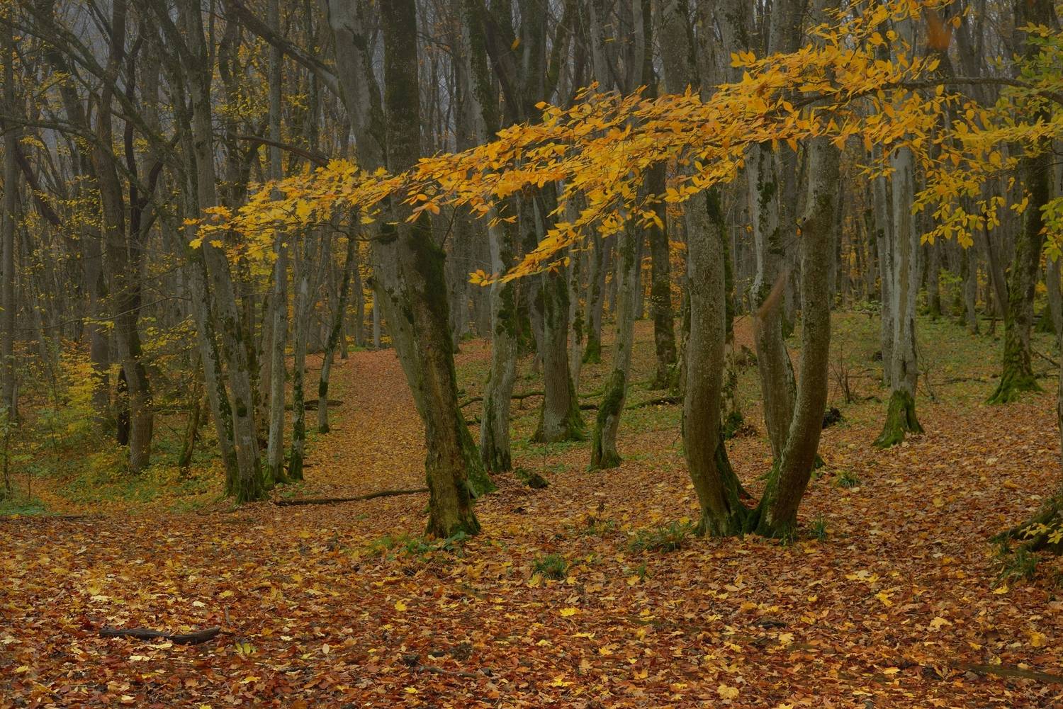 осень листва утро лес, Александр Жарников