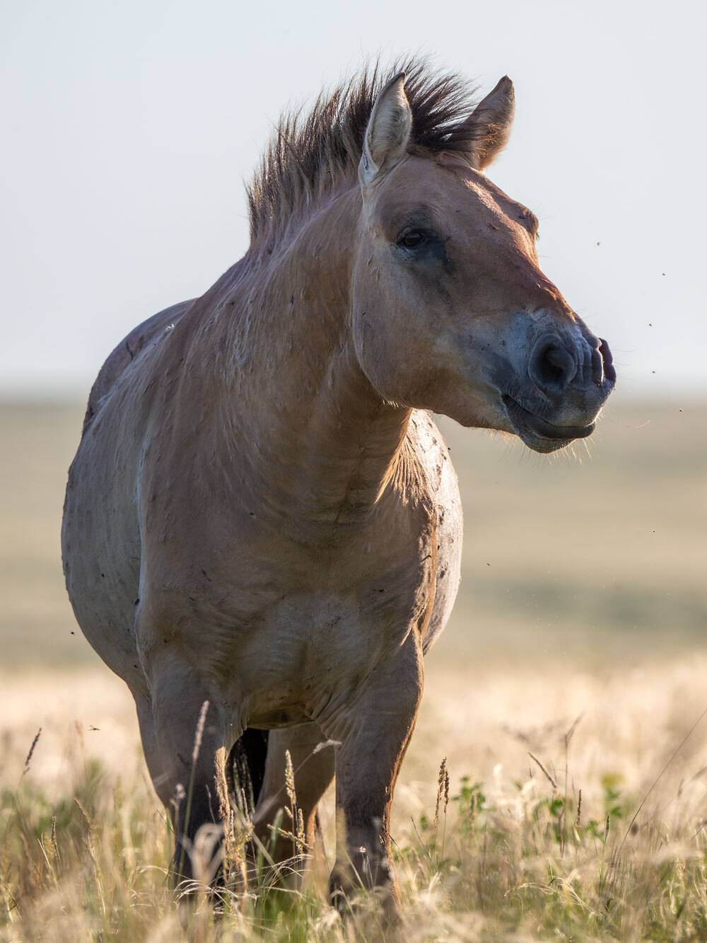 , Бушков Евгений