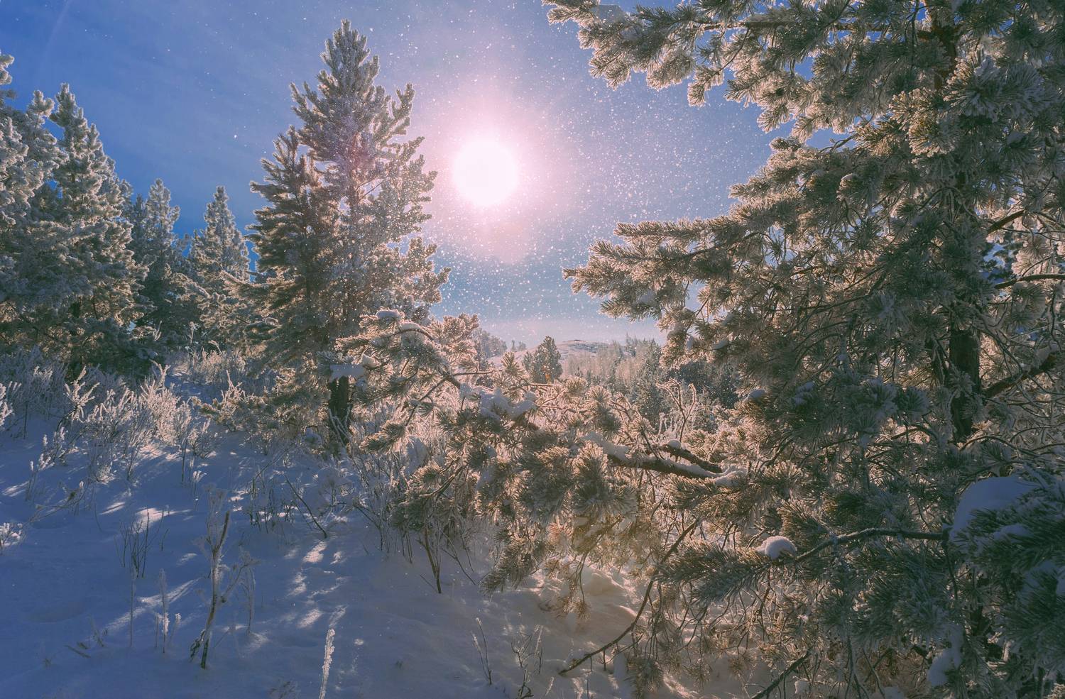 , Шустиков Дмитрий