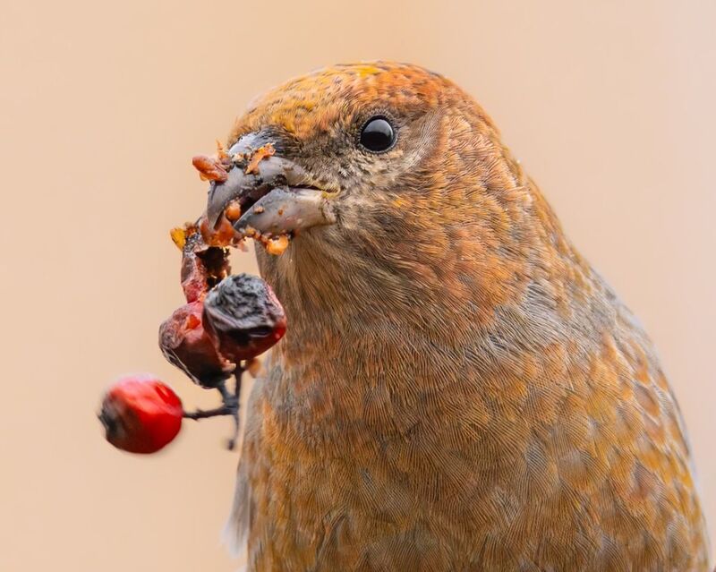 щур, птицы Финский попугай фото превью