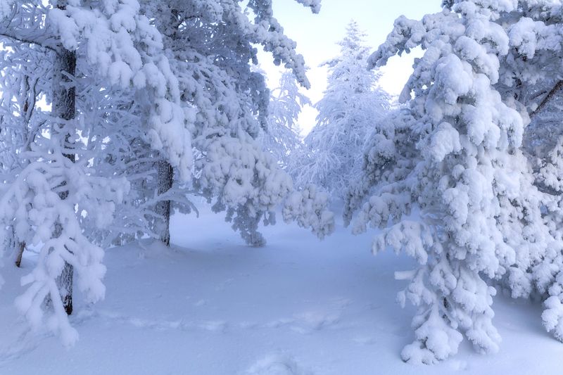 зима.кольский. В гостях у снежной королевы. фото превью