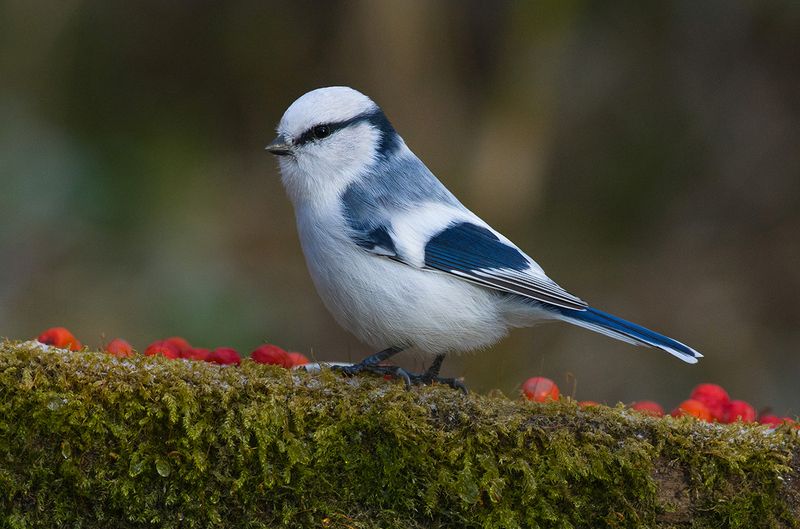 белая лазоревка,князёк,ягоды,мох Красная дорожка фото превью