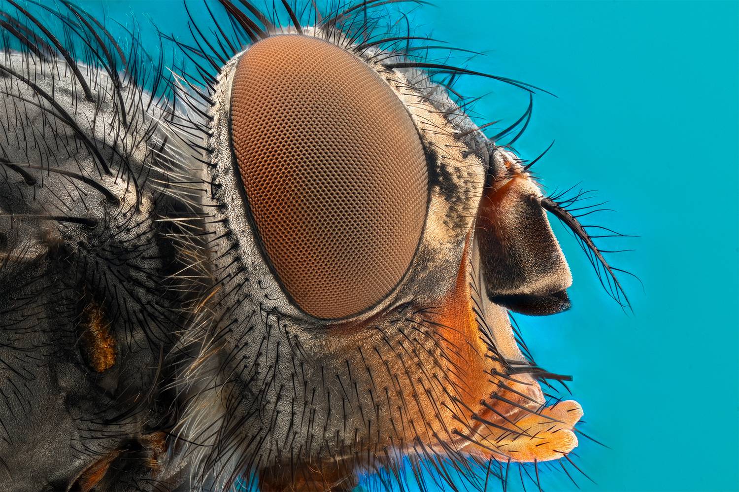 ceclii, macro, Tsvetan Ganev