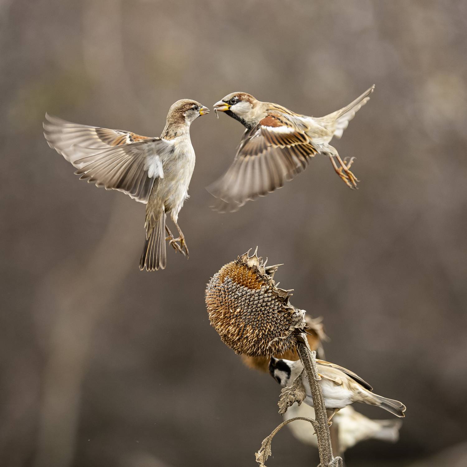 природа, Валерий Черняк