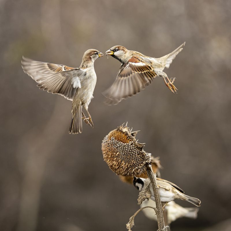 природа Разборки фото превью