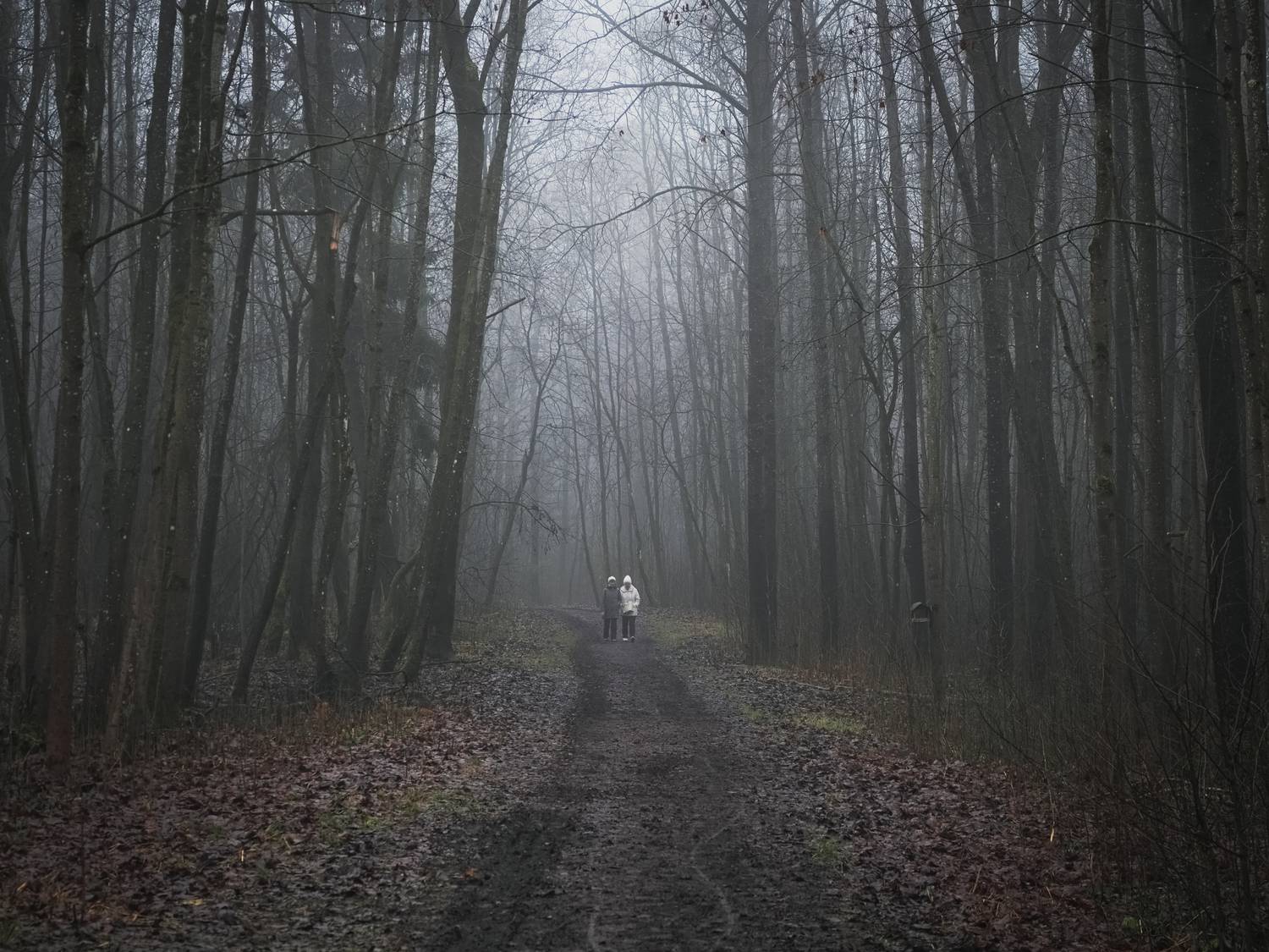 россия гатчина пригородыпетербурга парк осень туман дворцовыйпарк путешествия, Станислав Саблин