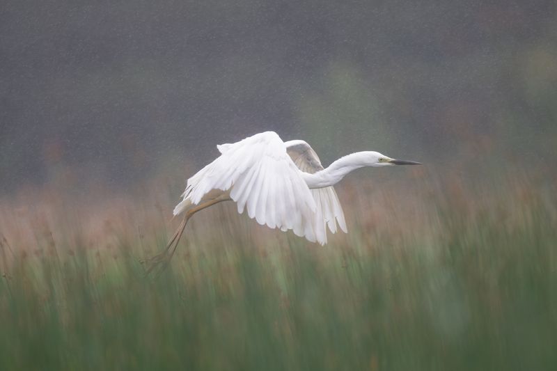 цапля, белая цапля, птица, природа, финский залив, дикая природа, полет, дождь, grey heron, wildlife, heron, birds, nature, bird, фауна Мелкий дождик не помеха // A light rain is not a hindrance фото превью