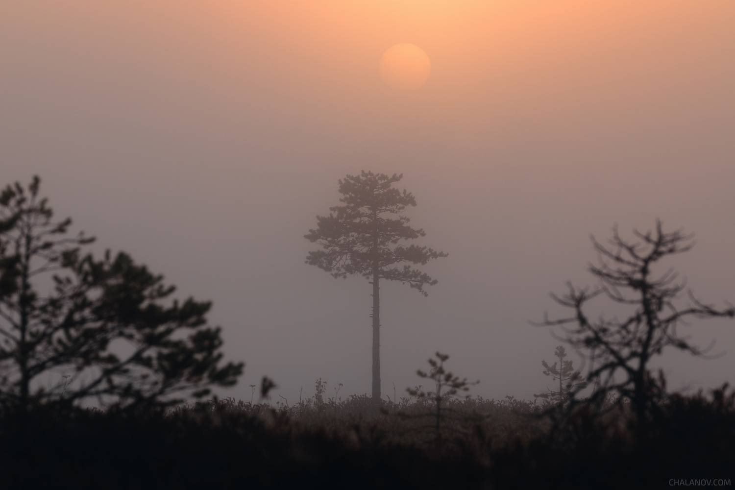 пейзаж, утро, рассвет, солнце, силуэт, озеро, туман, болото, Иван Чаланов