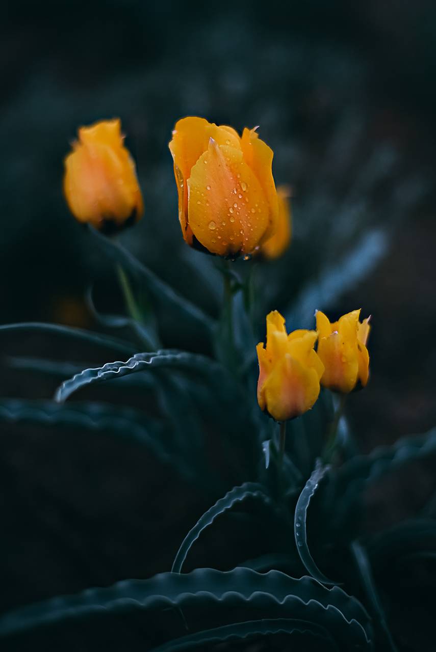 , Дарья Шевченко