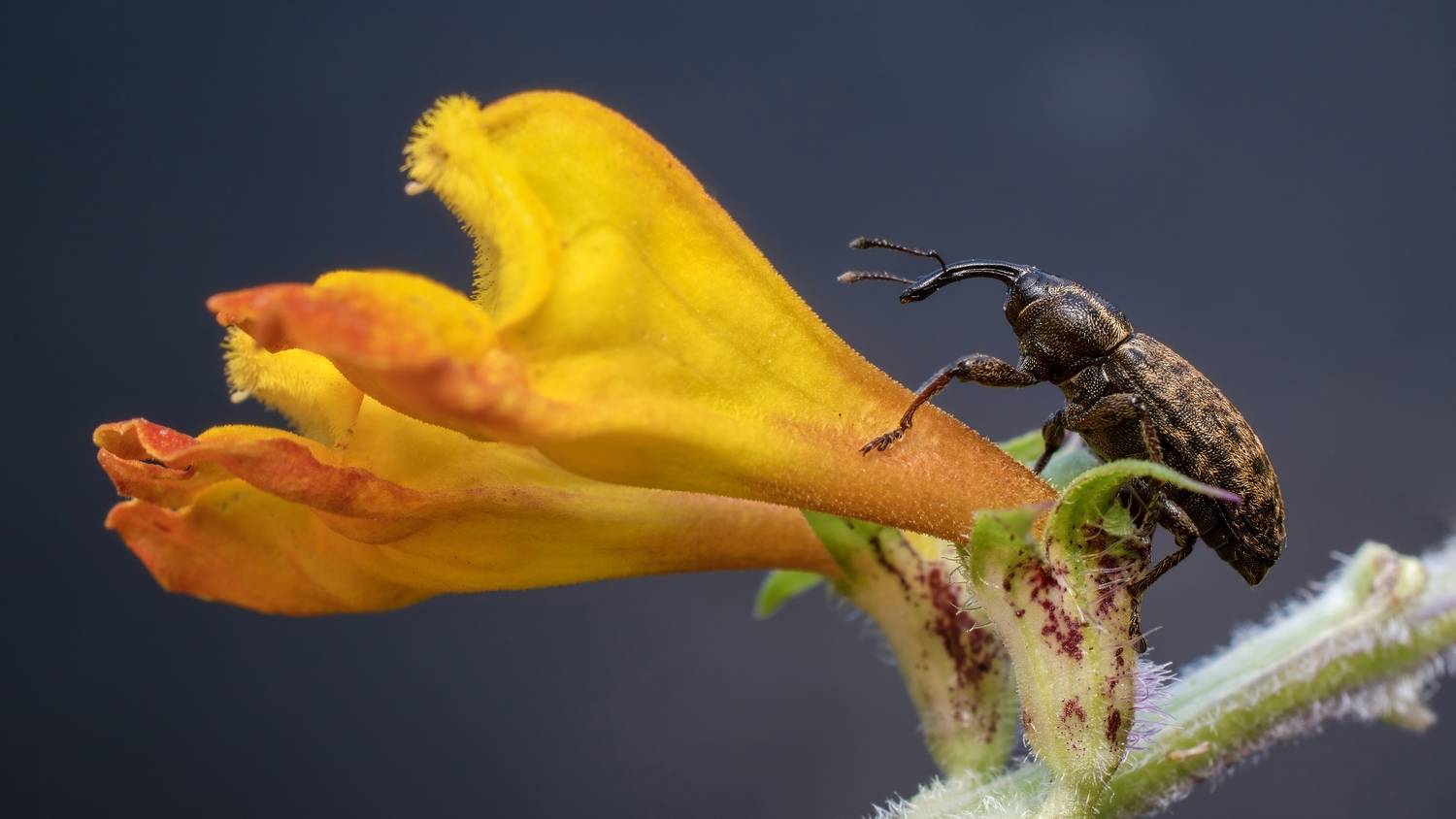 , Железнова Людмила